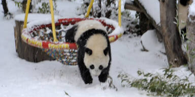 Panda Fu Hu tollt im Schnee herum