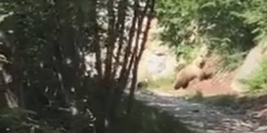 Video zeigt Bärenmutter mit vier Jungen in Südtirol