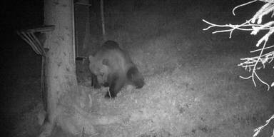 Bär-Alarm in Tirol: Tier von Wildkamera fotografiert