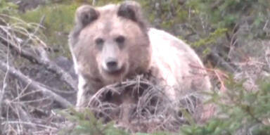 Wanderer traf auf Bär – so rettete er sich aus Gefahrensituation