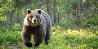 Bär attackiert zwei Wanderer in den Dolomiten