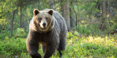 Jogger im Trentino offenbar von Bär getötet