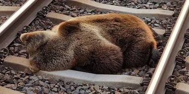 Bär stirbt bei Zusammenstoß mit Zug in Salzburg