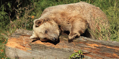 Bären bereiten sich auf den Winterschlaf vor