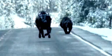 Grizzlybär macht Jagd auf Bison
