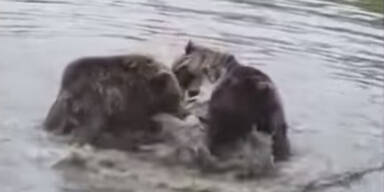 Schock-Video: Bären zerfleischen Wölfin in Zoo