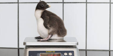 Ab Freitag gibt's Pinguin-Nachwuchs in Schönbrunn zu bewundern