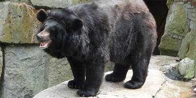 Japanischer Schwarzbär