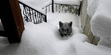 Bär stand im Schnee plötzlich vor der Tür