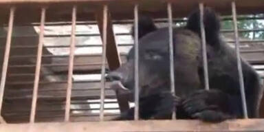Russland: Bären mit Helikopter gerettet
