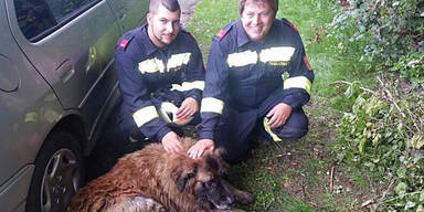 Feuerwehr rettet Hund "Balu"