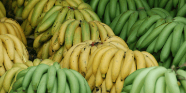 225 Kilogramm Kokain in Bananenschachteln entdeckt