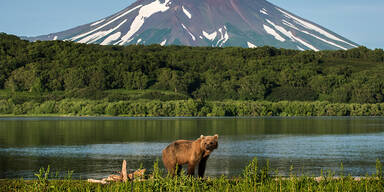 39.000 Jahre alter Bärenkadaver in Russland entdeckt