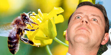 EU rettet Bienen: Minister blamiert