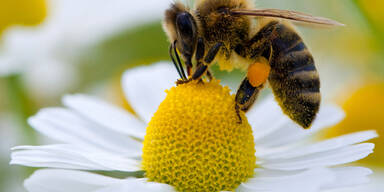 Bienen-Gift: Generelles Verbot beschlossen