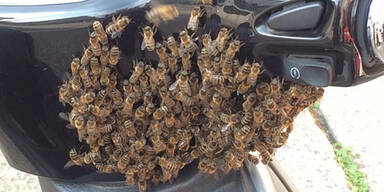 Bienen-Alarm vor dem Lebensministerium