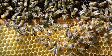 Bienenstock mit Feuerwerkskörpern gesprengt
