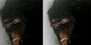 Neues Foto von angeblich totem Bigfoot veröffentlicht
