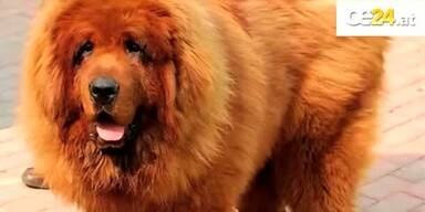 Teuerster Hund für 1,1 Mio. € verkauft