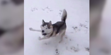 Blinder Hund im Schnee