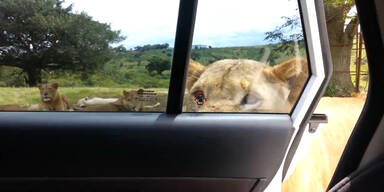 Safari wird zum Schock-Erlebnis