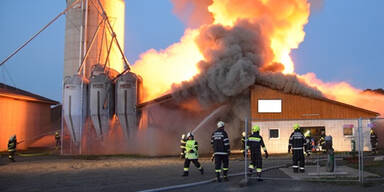 Hunderte Schweine bei Stallbrand verendet