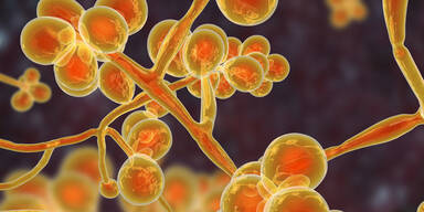 Nach Corona: Forscher warnen jetzt vor der Pilz-Pandemie