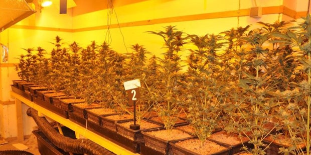 Cannabis
