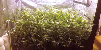 Kohlenmonoxid-Alarm: 16 Cannabispflanzen entdeckt