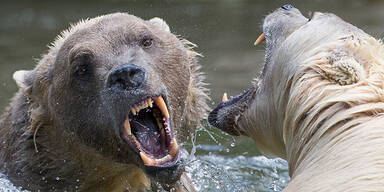 Seltener Hybrid-Bär brach aus Zoo aus - erschossen