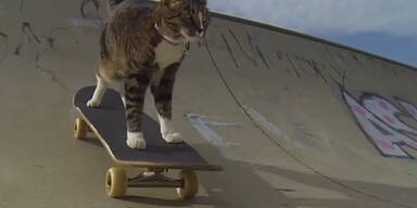 Wahnsinn: Diese Katze fährt Skateboard