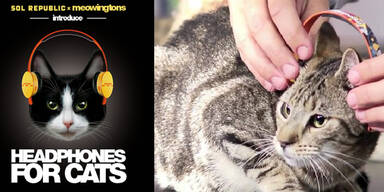 Katzen-Kopfhörer
