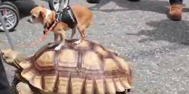 Chihuahua reitet auf Riesenschildkröte