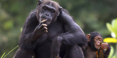 chimpanzee-with-baby.jpg