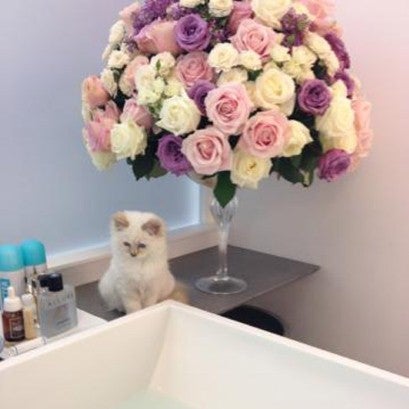 Die Augen seiner Katze sind seine Inspiration