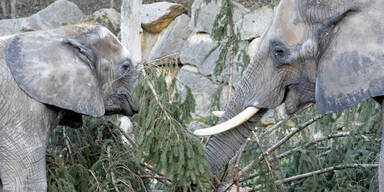 Komplikationen bei Elefanten-Baby im Zoo