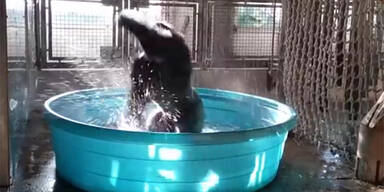 Gorilla bekommt Pool geschenkt – und dreht komplett durch