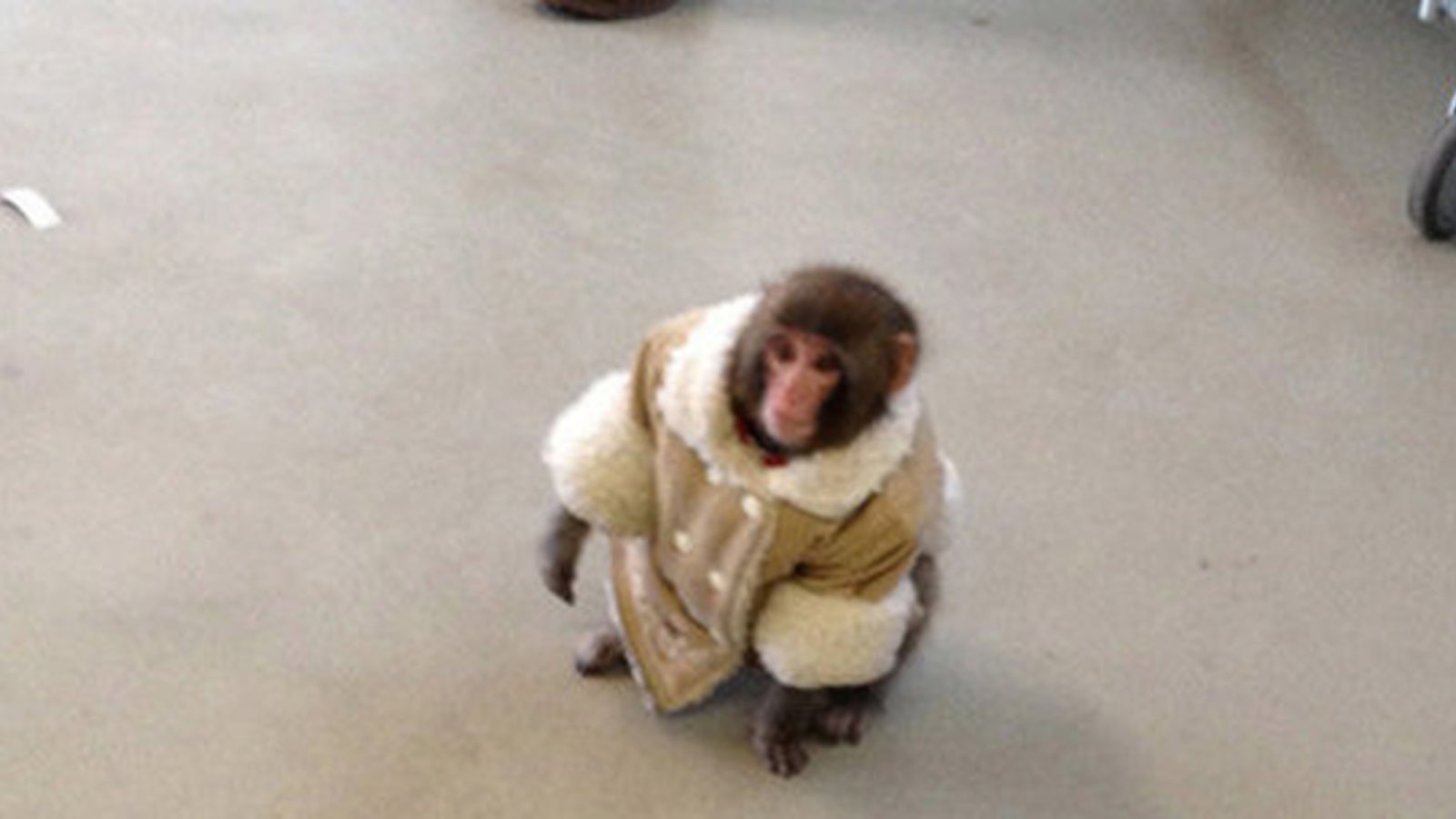  Affe spaziert mit Mantel durch Ikea - oe24.at Bildidee 