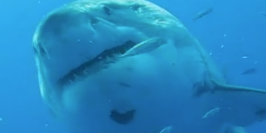 Ist DAS der größte weiße Hai aller Zeiten?