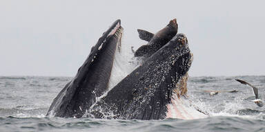 Spektakulär: Hier frisst ein Wal einen Seelöwen