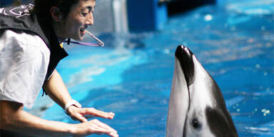 delfin_japan
