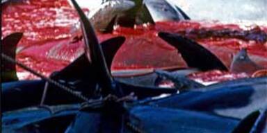 Japan schlachtet Tausende Delfine ab
