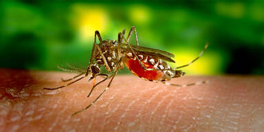 "Besessene" Studentin litt "nur" an Dengue-Fieber