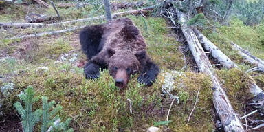 Brutale Bären-Attacke auf Touristen – Junge getötet