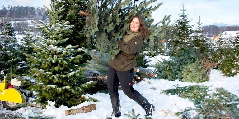 Große Nachfrage: Christbaumbauern ziehen positive Bilanz