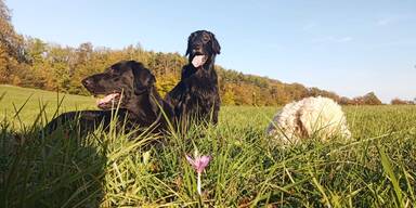 Hunde und ihr Gehirn: Was die Größe über ihren Charakter verrät!