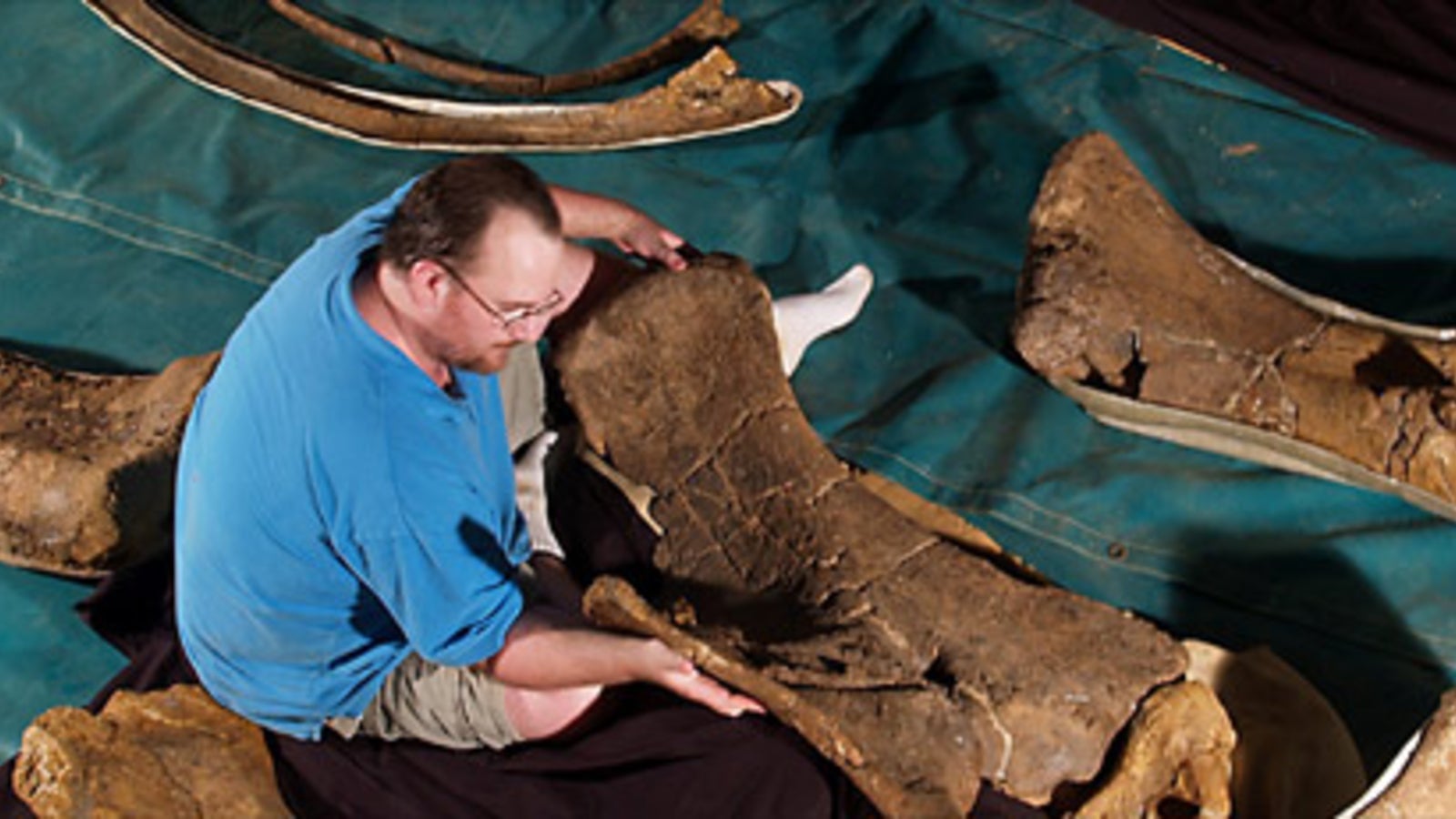 Forscher finden drei neue DinoArten oe24.at