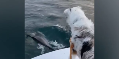 dog dolphins.png