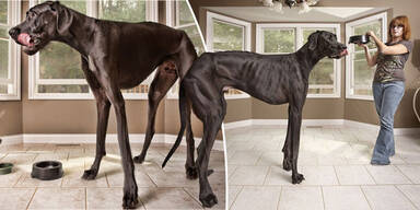 Größter Hund der Welt ist tot