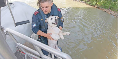 Hund ''Gidosch'' aus Donau gerettet
